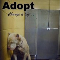 AIN Foundation (@adoptadoggib) Twitter profile photo