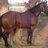 ELCHICO501's profile image