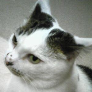 hardboiledstar's profile picture. PSO2ship1民です。のんびり気ままにやってます。チーム『FOREVER ALLY』にお世話になってます。２０１５年もハードにボイルドしていくぜぇ～。ｼｸﾖﾛ