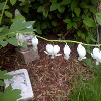 Roxanna Spruyt Rocks (@rockssquared) 's Twitter Profile