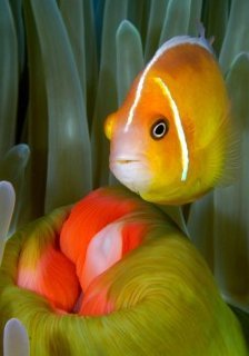PetsFish's profile picture. Fish lover since I was a child, want to get to know more fish lovers and learn new tips and technqiues