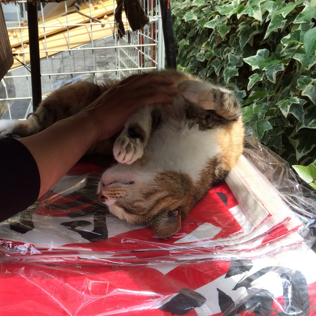 gallist_15's profile picture. 横浜 22才 女の子の絡み募集中！！ カカオもやってまーす^_^ DMに連絡してー！