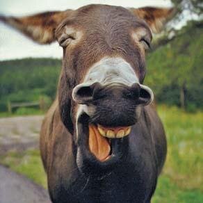 extra ordinary donkey I guess