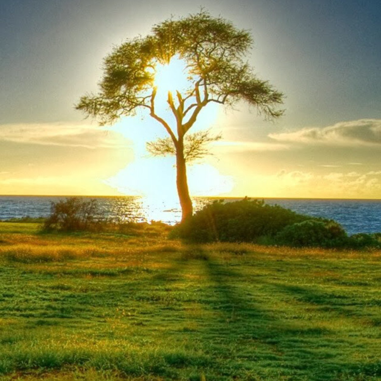 evamppsoy's profile picture. 