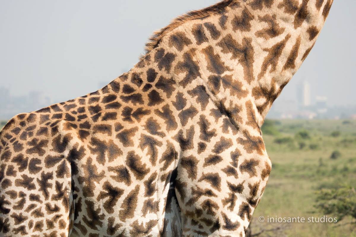 Last of the Longnecks is a new documentary film produced by Iniosante Inc to create awareness about threats affecting GIRAFFE conservation.