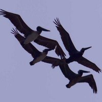 D. Stamos/Helodriver (@spacecoastpix) 's Twitter Profile Photo D. Stamos/Helodriver (@spacecoastpix) 's Twitter Profile Photo