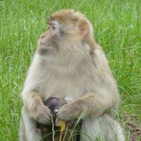 James Lewis (@chimpiemunki) 's Twitter Profile Photo