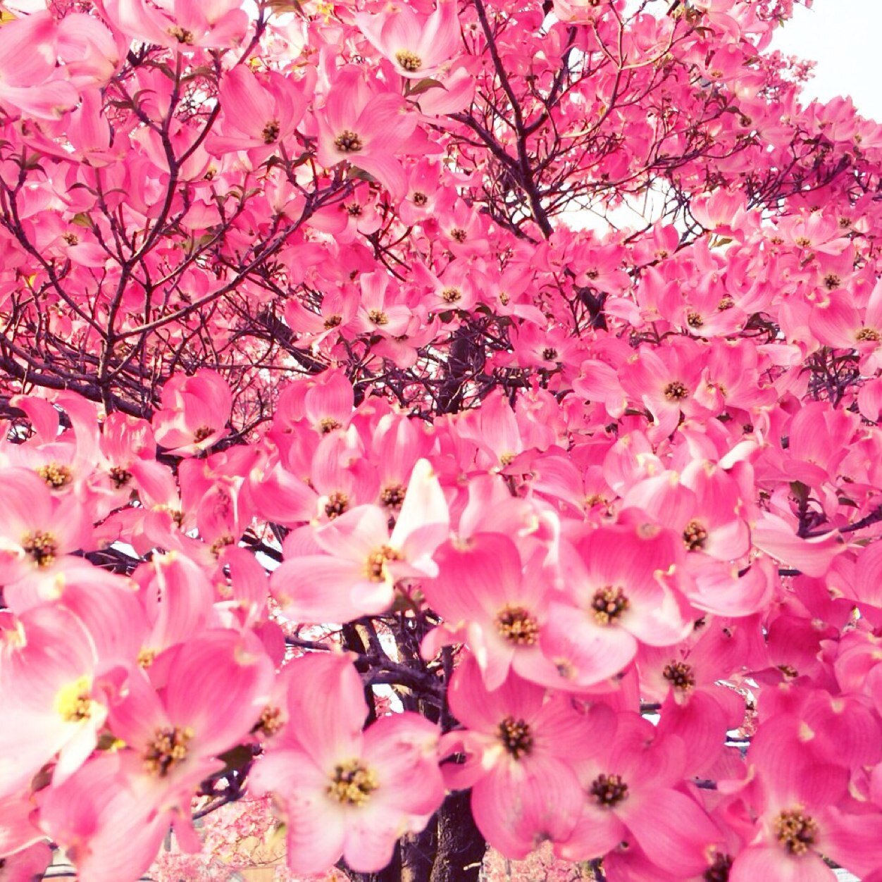 散りぬべき 時知りてこそ 世の中の 花も花なれ 人も人なれ