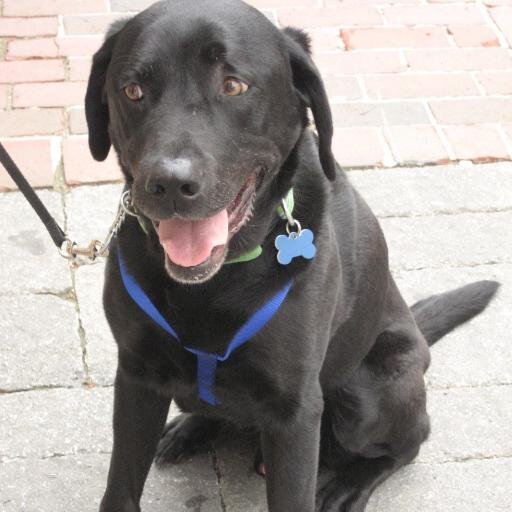 Program Dir @ @silverchairnews.bsky.social ... I like dogs, cooking & news; librarian-ly projects & trends. Fan of the Maritimes. @abugseye.bsky.social