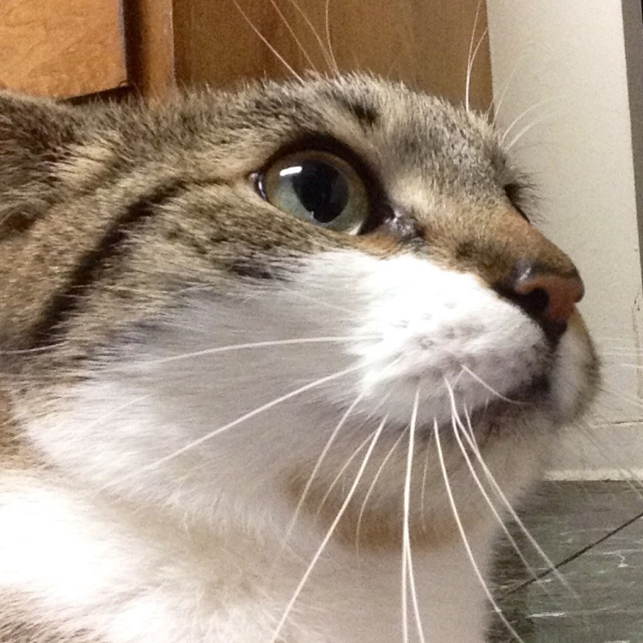 Robotar55's profile picture. Deal With It