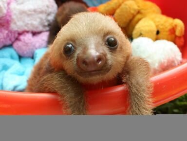 COSMOSLOTH's profile picture. 