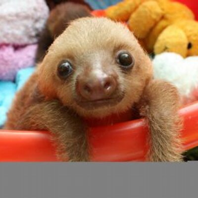 SLOTH ONE (@COSMOSLOTH) / Posts / X