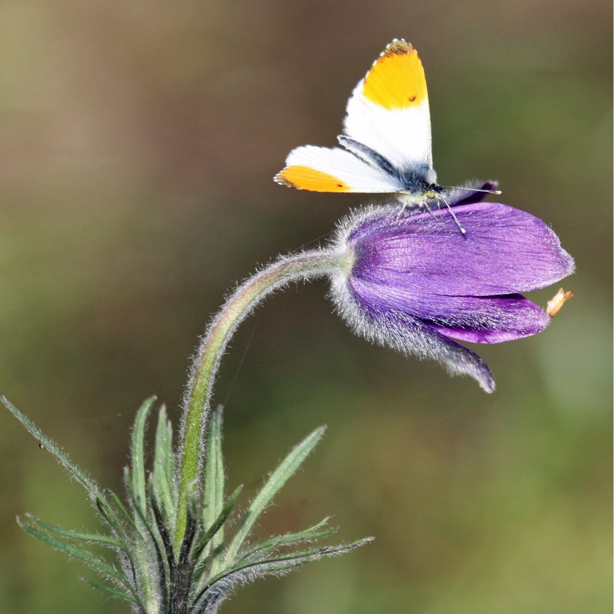 I’m a keen photographer & grower follow my garden blog Alpine Gardeners https://t.co/ydFdaJy1sD Hampshire AGS Paddy Parmee