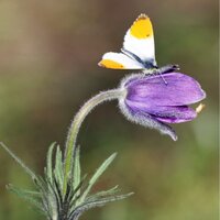 Alpine Gardeners(@HampshireAGS) 's Twitter Profile Photo