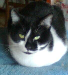 virgola10ellode's profile picture. 