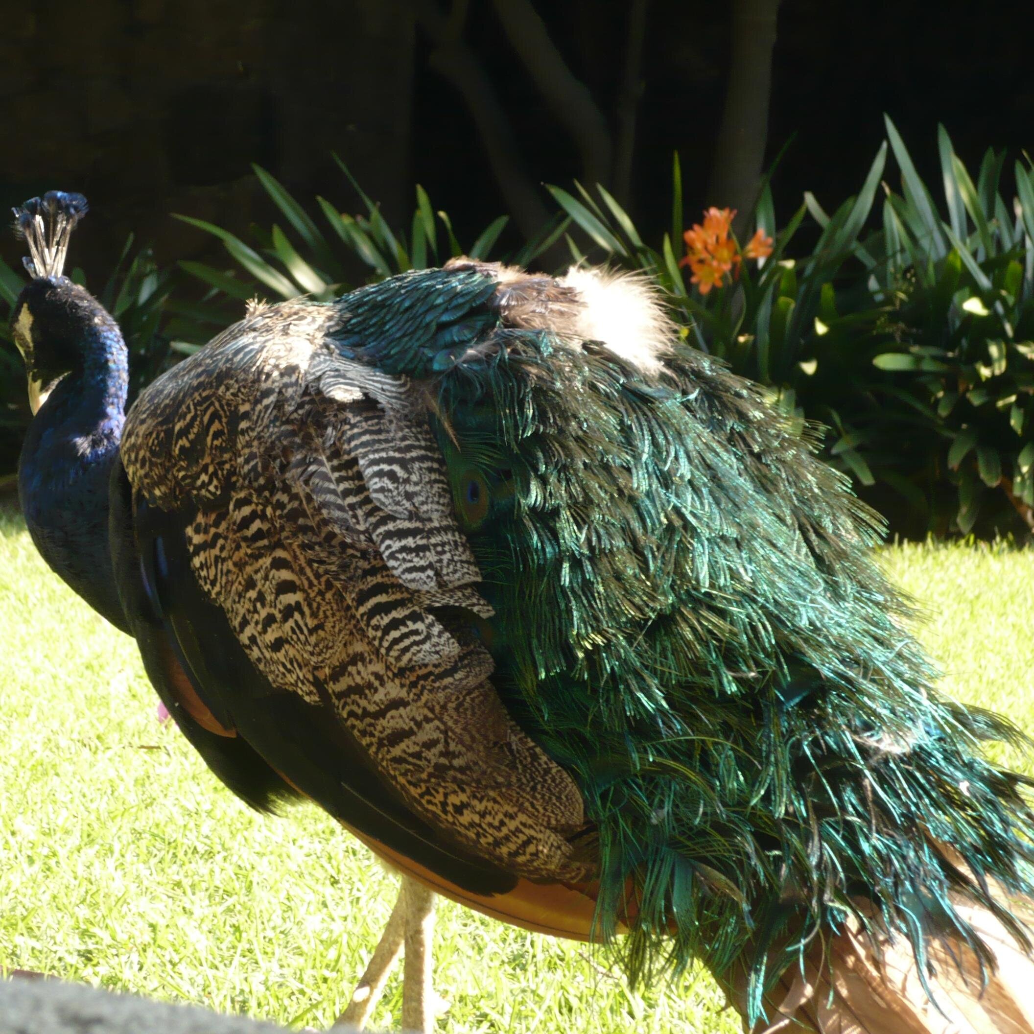 astronautilo's profile picture. 