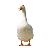 PresentAidGifts's profile picture. Present Aid is a virtual charity gift shop. All gifts represent a donation to Chjristian Aid's work across the world. Ducks, chickens, worms plus much more...
