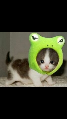 comparte la foto de tu mascota para que la vea todo el mundo