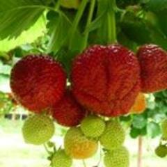 A small, unsophisticated Family farm growing wholesome, fresh Asparagus, Strawberries, Raspberries and other soft fruits. Great fun Pick Your Own. Yummy Lamb.