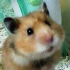 じまおはむまにあ