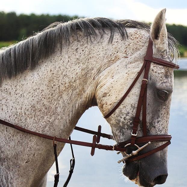 Dit is een account met tips en weetjes over paarden en natuurlijk veel meer leuke dingen!