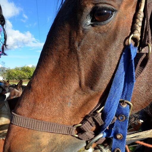 CaballoteOlaya's profile picture. Compra y Venta de Caballos, Clases de Equitación, Sesiones de Equinoterapia, Cría de Caballos Pintos, Venta y Refacción de artículos de Talabarteria y afines.