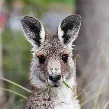 das_kanguru's profile picture. mag Nirvana und Schnapspralinen;
Gründer des Jüdisch-Bolschewistische Weltverschwörung e.V.;
Unveröffentlichtes Hauptwerk: Opportunismus und Repression