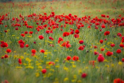 silviadofreixo's profile picture. 