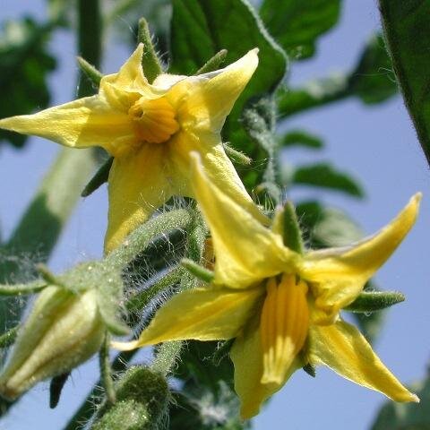 I formerly worked with the Ontario vegetable industry, focussing on tomatoes, peppers, eggplant. Now I run a heritage farm at a historical site!