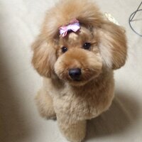 リンダ (@koto510mama) Twitter profile photo