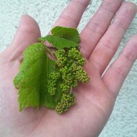 あっぱっぱ (@appapapade) Twitter profile photo