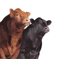 Canadian Limousin (@cdnlimousin) 's Twitter Profile