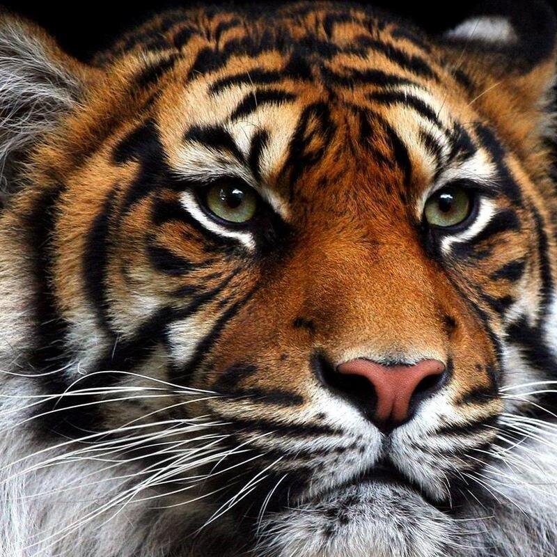 AlfonsoRivadene's profile picture. 