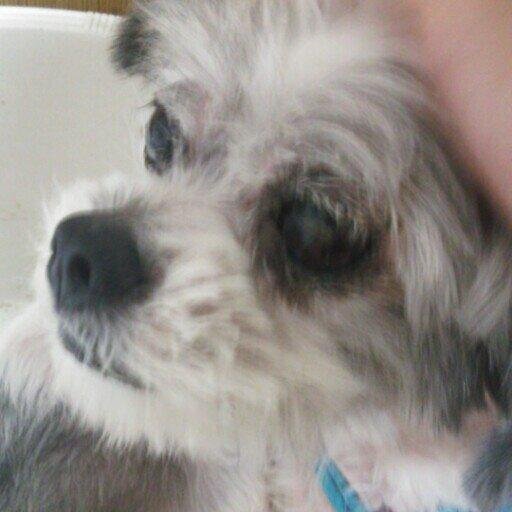 _ekus_ip's profile picture. 岡山操山/サッカー部/音楽部/ 大阪府立/飛行船