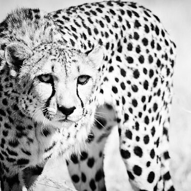 chedasgallery's profile picture. We sell high quality Thomas Kinkade paintings