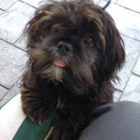 kay lawrence (@kplotis) 's Twitter Profile