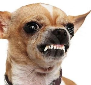 La Hora de la Venganza ha llegado! Contra la Hipocresía y el mal uso que hacen de nuestro nombre! Me ofendo cuando le dicen perro al hombre!