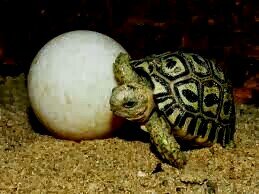 palmtabla's profile picture. nada