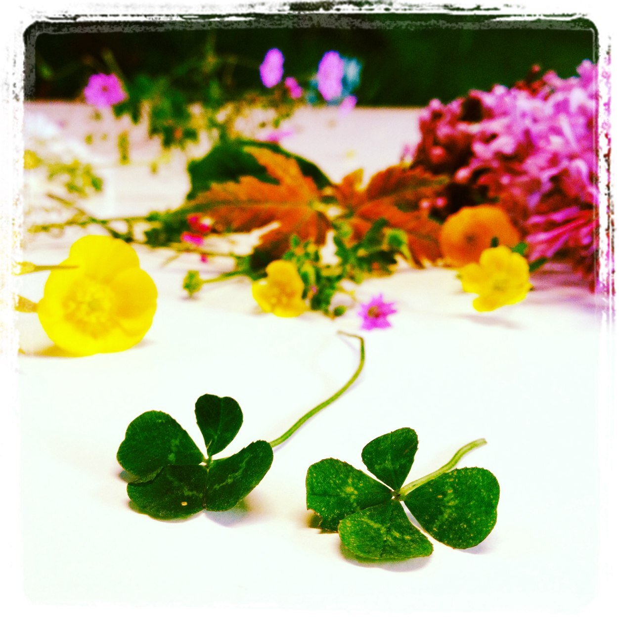 iomiomio's profile picture. 