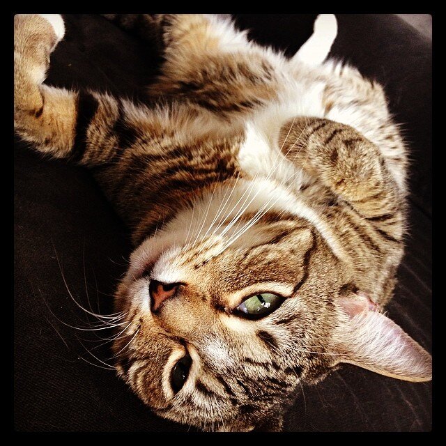 These are pictures of cats, not historical things. See how they're cats? They're cats. Not history.