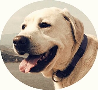 eljardindepin's profile picture. Me llamo Pin; soy un perro y entre otras cosas me encanta la música. Os invito a mi jardín musical todos los viernes de 19h a 20h en http://t.co/Z9IcByC43W