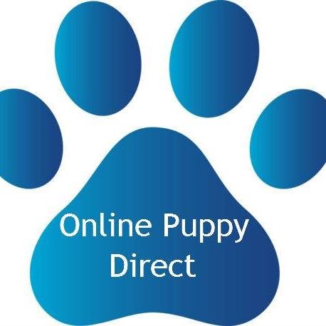 We are a internet business that works to assist ethical breeders. You can contact us at: 417-312-1768 and or email us at: onlinepuppydirect@gmail.com