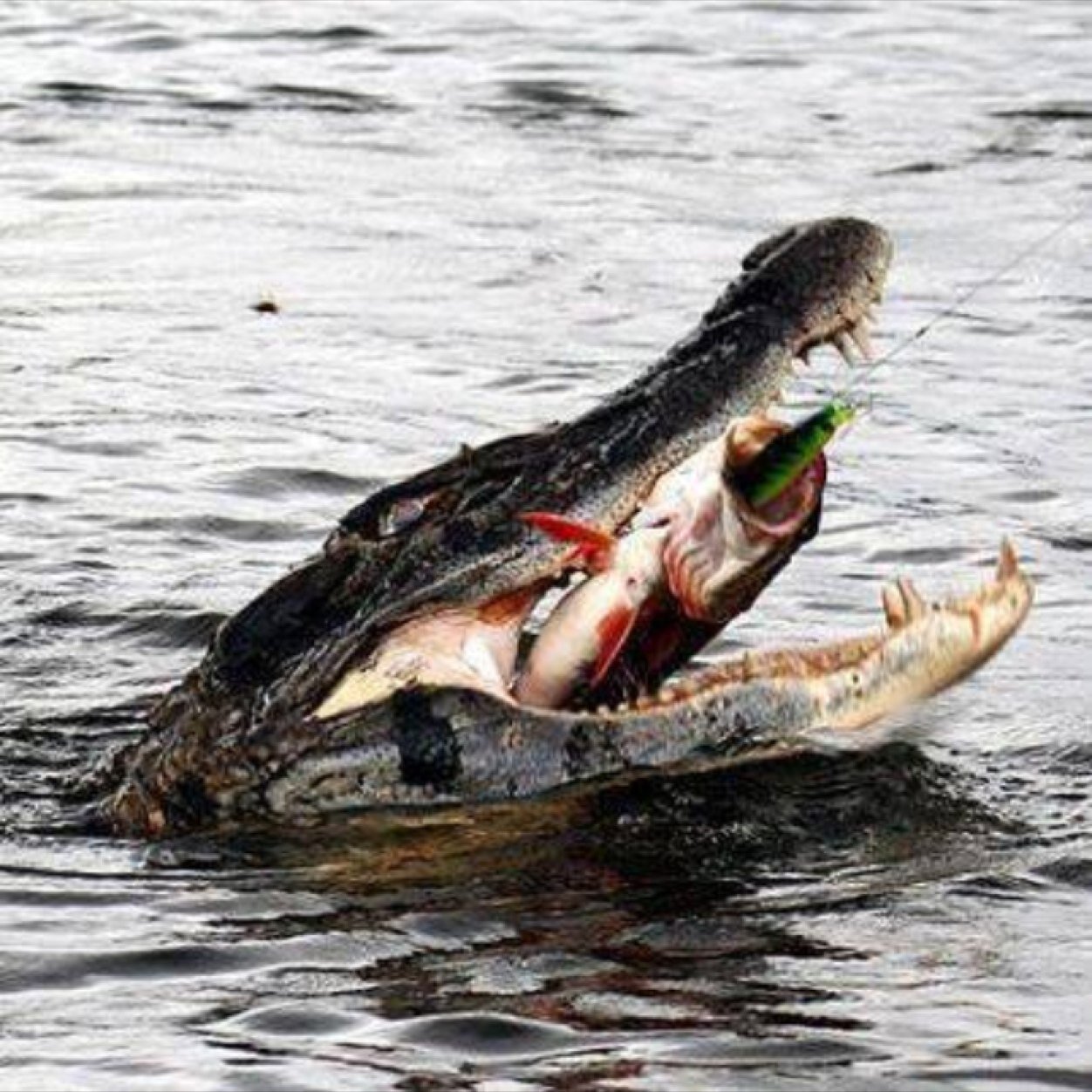 deerhunting65's profile picture. 