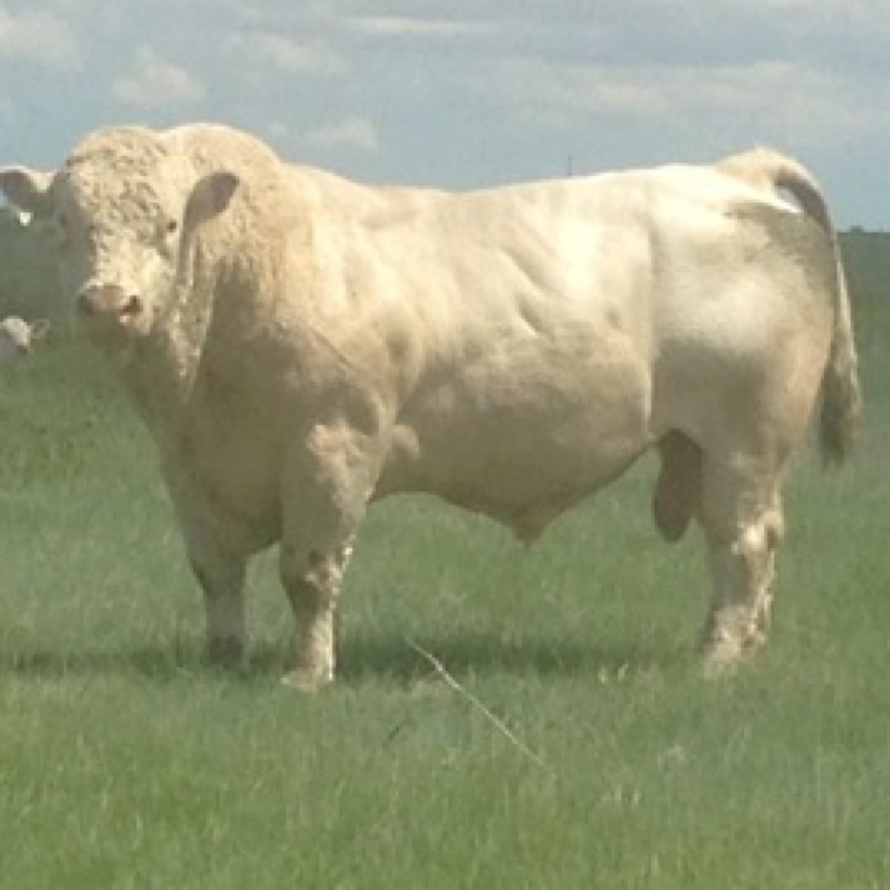 Co-owner Beck Farms. Purebred Charolais Cattle. Half hour south of Regina, Saskatchewan