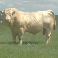 Wade Beck (@wadebeck78) 's Twitter Profile