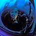 Sylvia A. Earle (@SylviaEarle) Twitter profile photo