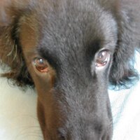 ボビー君 (@kanyou0101) Twitter profile photo