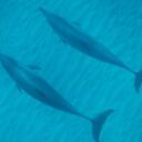 Debbie Conant - @Dconant58 - Twitter