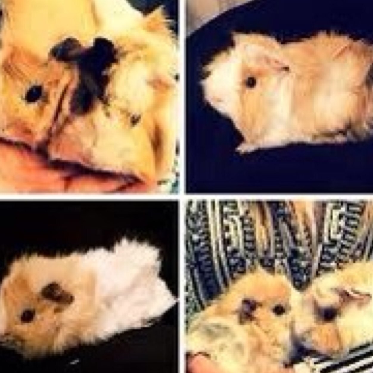 PercyPipin's profile picture. Hi guys its pippin and percy here were guinea pigs of @zozeebo and were here to keep you guys updated all about youtube and dont forget to hit the follow button