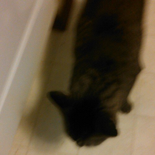 Ak the shit talking cat mofos